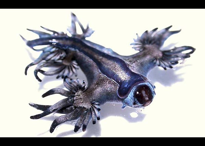 glaucus-atlanticus-02