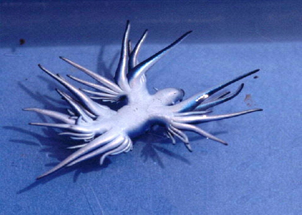 glaucus-atlanticus-03