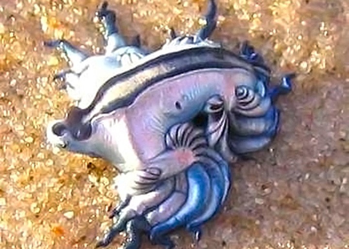 glaucus-atlanticus-04