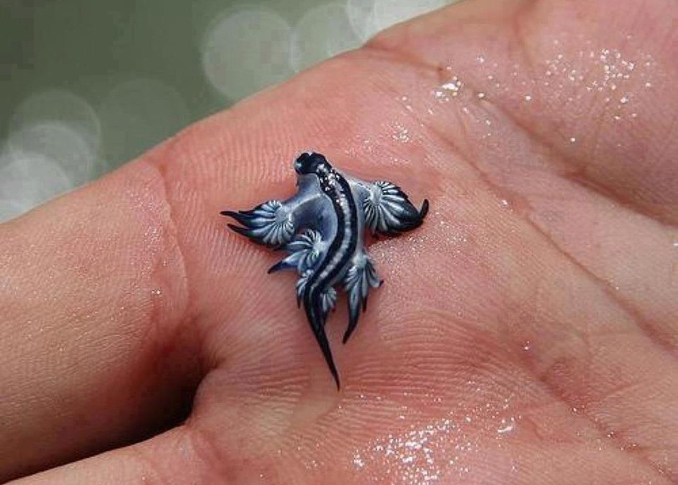 glaucus-atlanticus-05