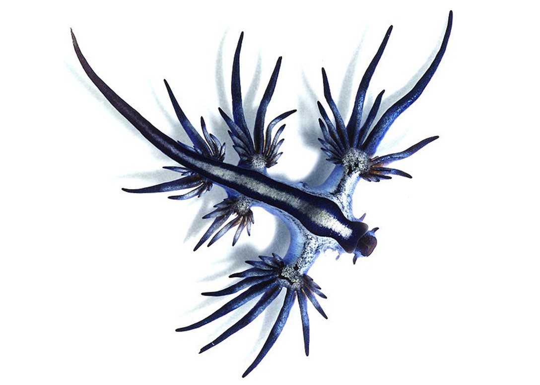 glaucus-atlanticus-06