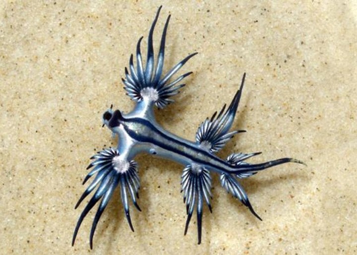 glaucus-atlanticus-07