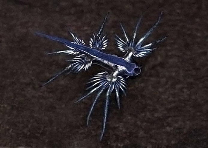 glaucus-atlanticus-08