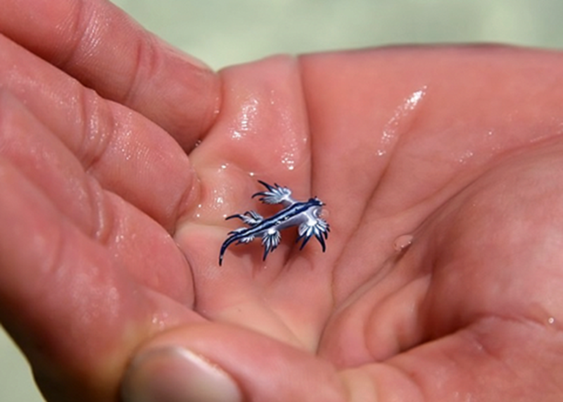 glaucus-atlanticus-09