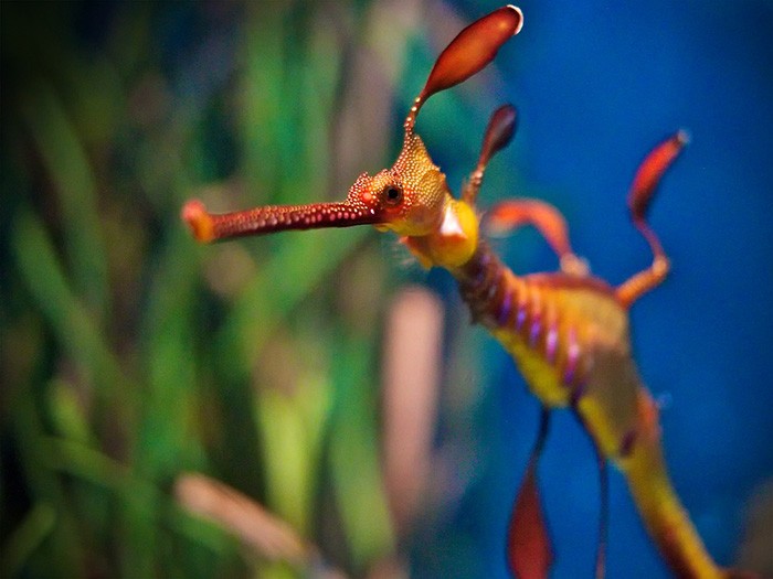 dragao-marinho-02