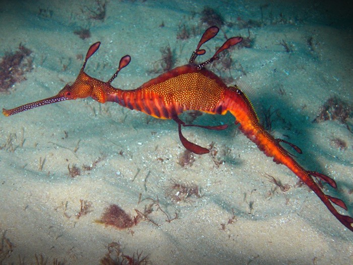 dragao-marinho-03