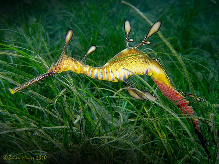 dragao-marinho-05