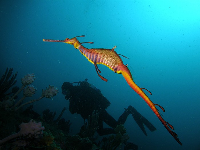dragao-marinho-06