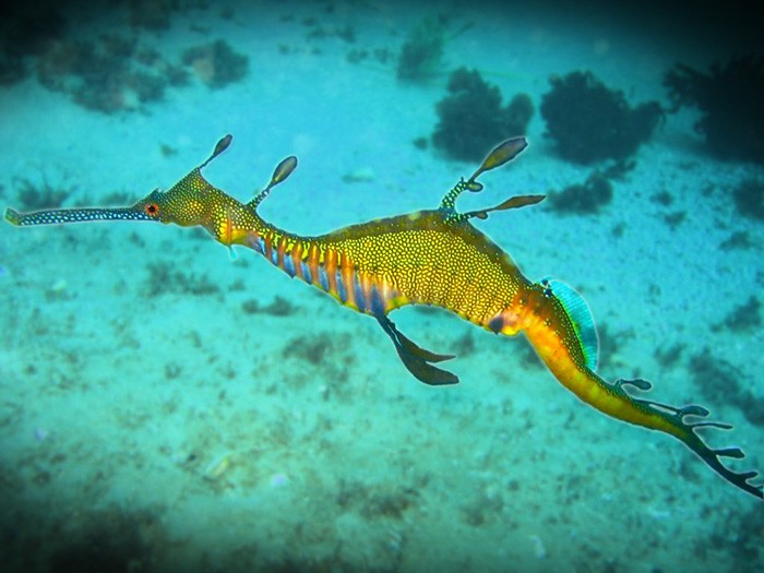 dragao-marinho-07