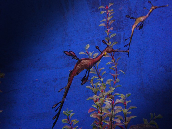 dragao-marinho-11